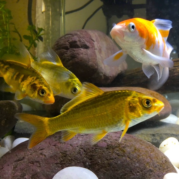 WELCOME! Thank You For Checking Out My Closet! - Picture 7 of 15